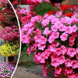 Jak a kdy zasít (rostlina) petúnie na sazenice v roce 2022